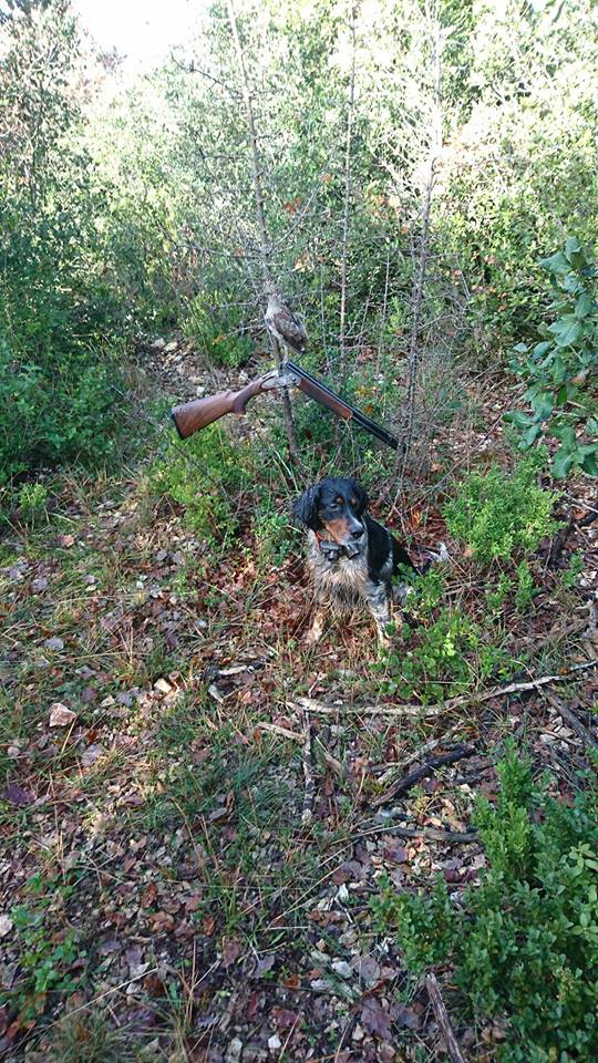 chien-fusil-foret-grand